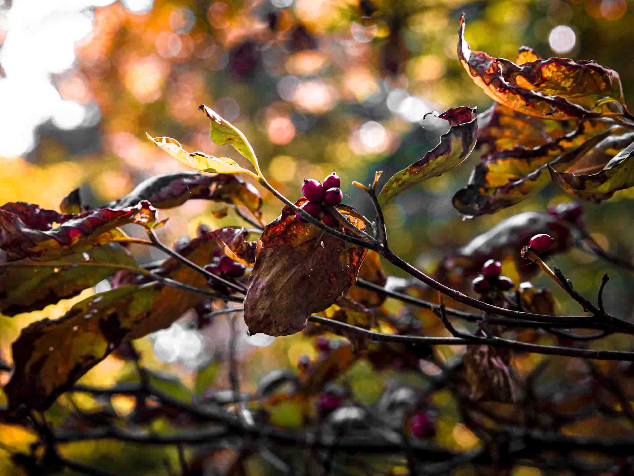 Autumn leaves in vibrant reds, oranges, yellows, and purples. Photo © Davidgn/Dreamstime.com