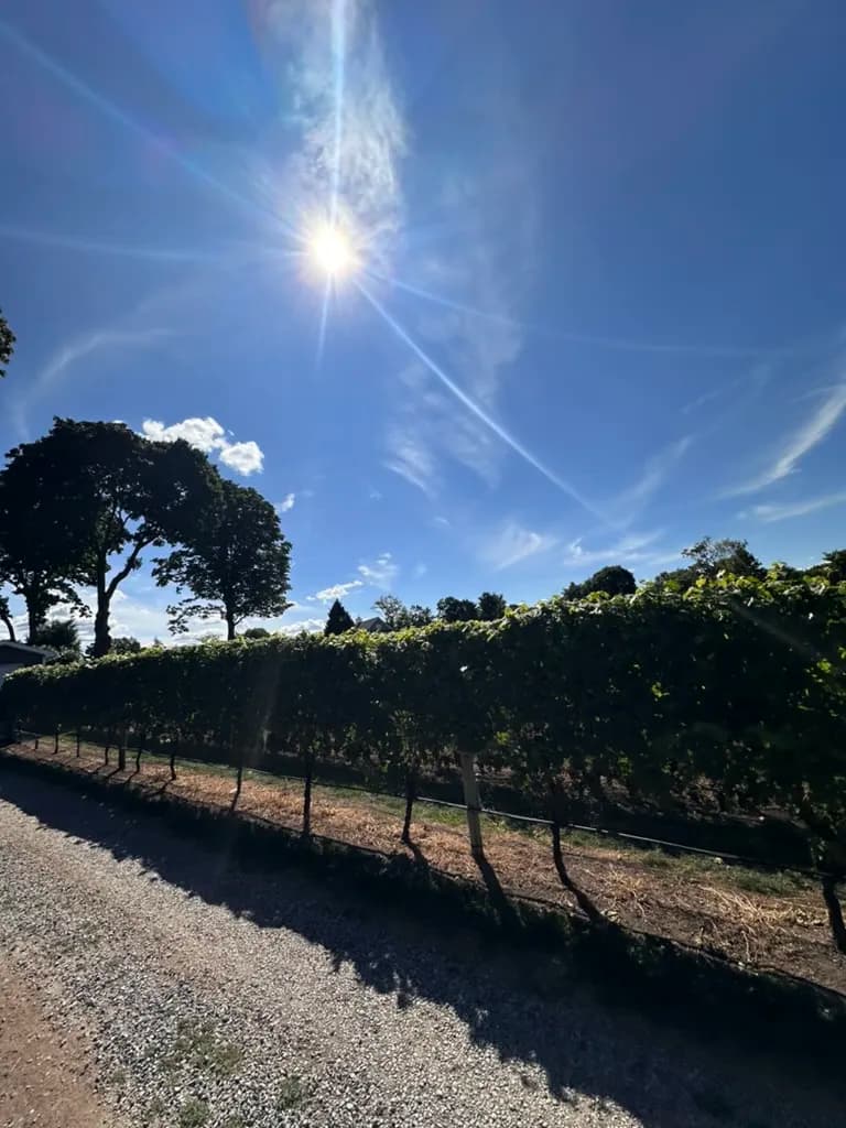 Long Island vineyard